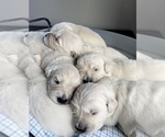 Puppy Library Litter English Cream Golden Retriever