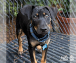 Small #5 Dachshund Mix