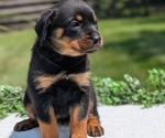 Small #6 Rottweiler