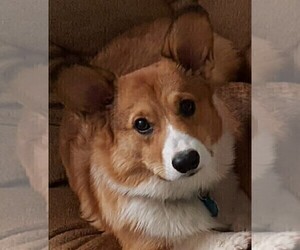 Father of the Pembroke Welsh Corgi puppies born on 01/20/2020