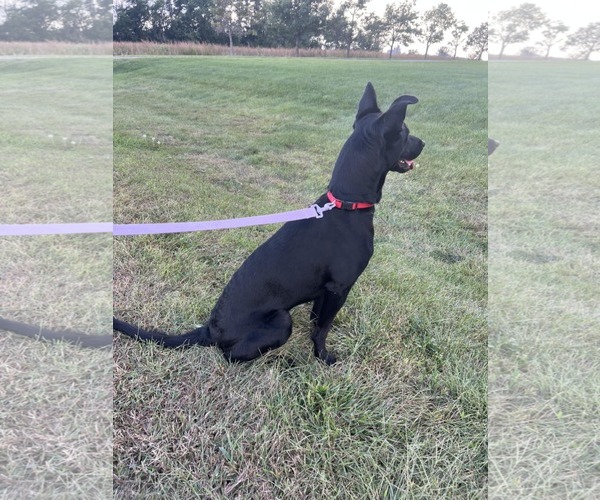 Medium Photo #2 Labrador Retriever-Unknown Mix Puppy For Sale in Des Moines, IA, USA