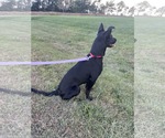 Small #1 Labrador Retriever Mix
