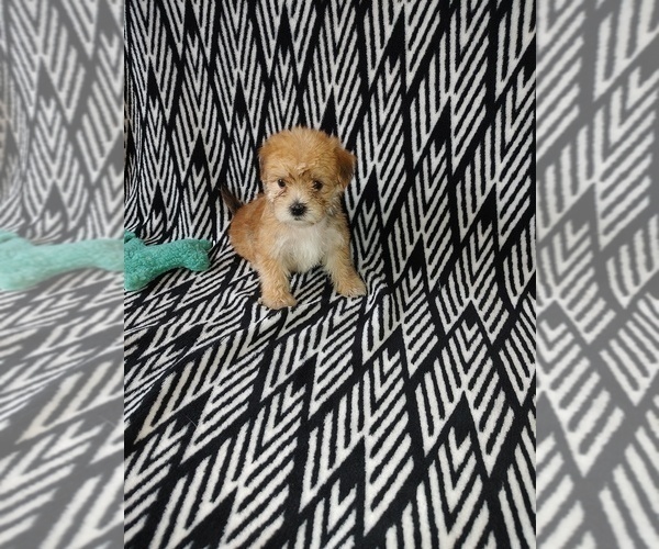 Medium Photo #4 Yorkshire Terrier Puppy For Sale in LAPEER, MI, USA