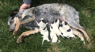 Mother of the Australian Cattle Dog puppies born on 04/21/2018