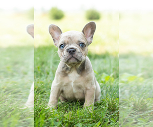 French Bulldog Puppy for sale in SYRACUSE, IN, USA