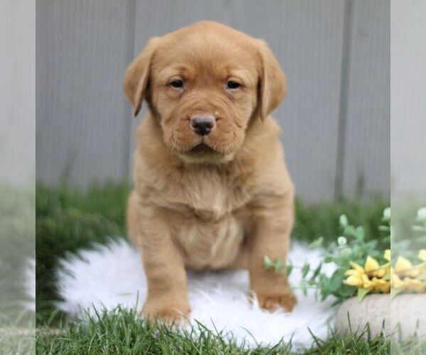 Medium Photo #2 Labrador Retriever Puppy For Sale in GORDONVILLE, PA, USA