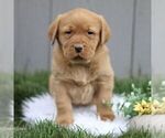 Small Photo #2 Labrador Retriever Puppy For Sale in GORDONVILLE, PA, USA