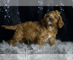 Small Photo #14 Cavapoo Puppy For Sale in WARSAW, IN, USA