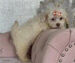 Small #2 Bichpoo