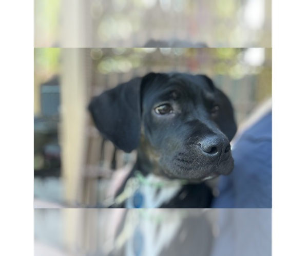 Medium Photo #6 Boxer-Unknown Mix Puppy For Sale in Springdale, PA, USA