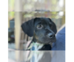 Small #5 Boxer Mix
