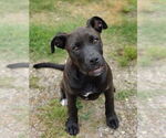 Small #1 American Staffordshire Terrier-Boxer Mix