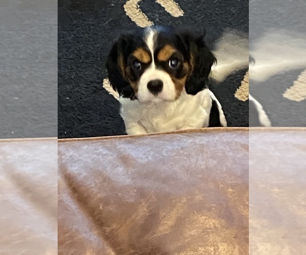 Medium Photo #1 Cavalier King Charles Spaniel Puppy For Sale in GRAND SALINE, TX, USA