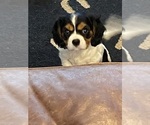 Puppy Tri Colored Fem Cavalier King Charles Spaniel