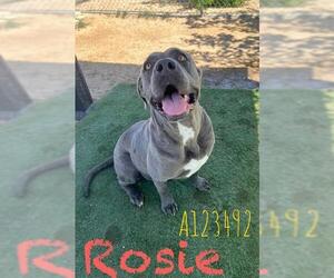 Mutt Dogs for adoption in HESPERIA, CA, USA