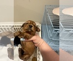 Small Photo #3 Dachshund Puppy For Sale in LEXINGTON, NC, USA