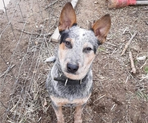 Father of the Australian Cattle Dog puppies born on 01/27/2022