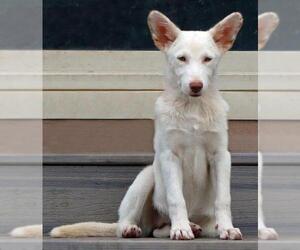 Unknown-white german shepherd Mix Dogs for adoption in Hoffman Estates, IL, USA