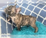 Small #1 French Bulldog