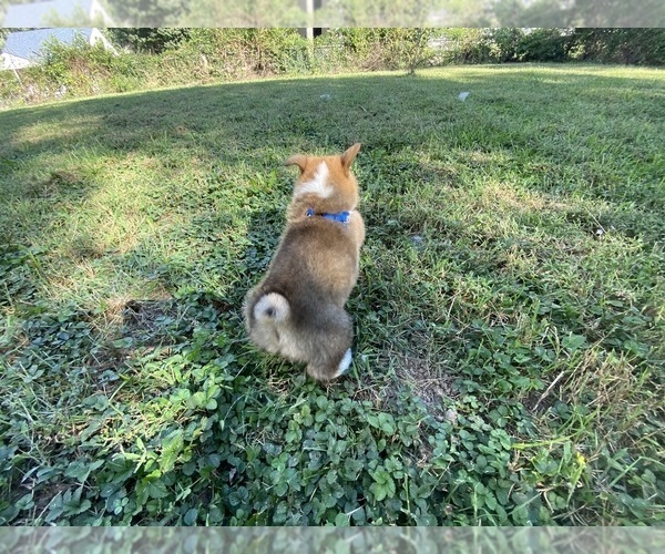 Medium Photo #8 Pembroke Welsh Corgi Puppy For Sale in INDEPENDENCE, MO, USA