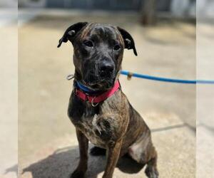 Mutt Dogs for adoption in Las Vegas, NV, USA