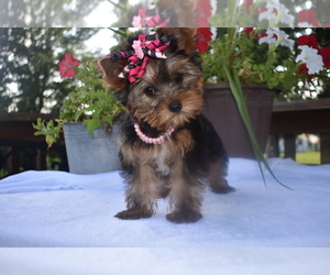 Yorkshire Terrier Puppy for sale in FAIRFAX, MO, USA