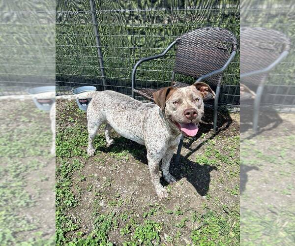 Medium Photo #2 Mutt Puppy For Sale in Abbeville, LA, USA