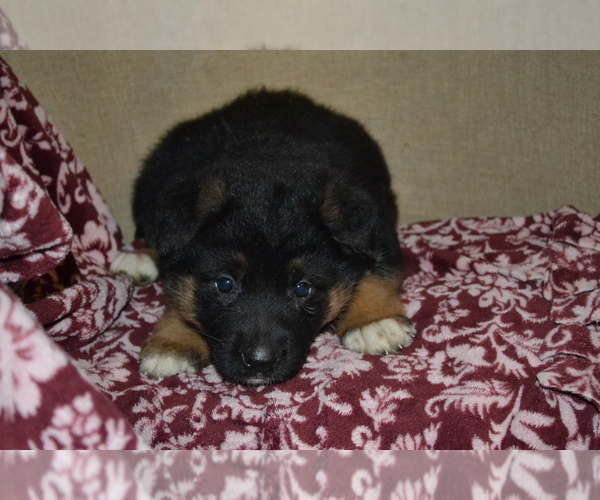 Medium Photo #4 German Shepherd Dog Puppy For Sale in GREENWOOD, WI, USA