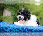 Small #2 Poodle (Toy)