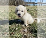 Puppy Greenie English Cream Golden Retriever