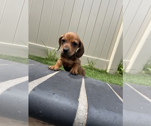 Dachshund Puppy for sale in CHULA VISTA, CA, USA