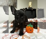 Puppy Cha Cha French Bulldog