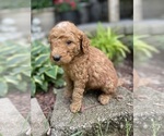 Small Photo #3 Goldendoodle Puppy For Sale in FORDLAND, MO, USA