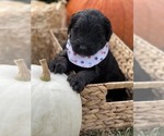 Puppy 6 F2 Aussiedoodle