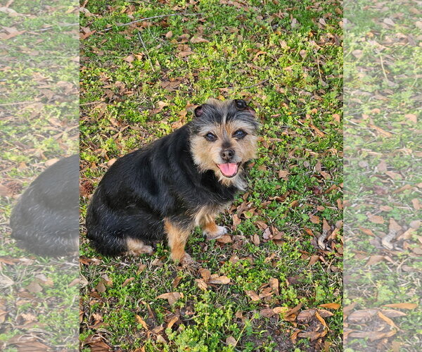 Medium Photo #11 Mutt Puppy For Sale in Arlington, VA, USA