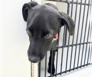 Labrador Retriever-Unknown Mix Dogs for adoption in Houston, TX, USA