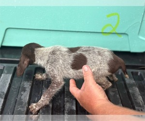 German Shorthaired Pointer Puppy for sale in BONIFAY, FL, USA