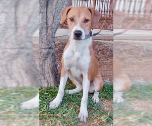 Black Mouth Cur-Labrador Retriever Mix Dogs for adoption in San Diego, CA, USA