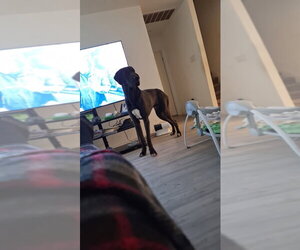 Great Dane Dogs for adoption in Bullard, TX, USA