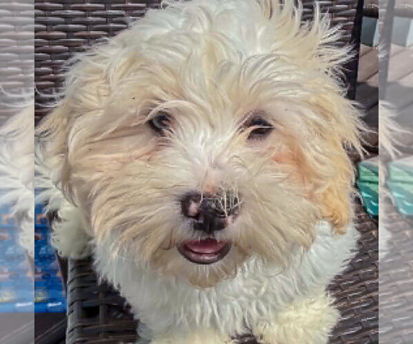 Medium Photo #5 Shih Tzu-Unknown Mix Puppy For Sale in Huntley, IL, USA