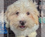 Small #4 Shih Tzu Mix