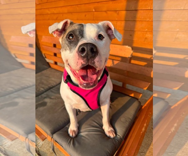 Medium Photo #1 American Pit Bull Terrier-Unknown Mix Puppy For Sale in Germantown, OH, USA
