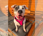 Small American Pit Bull Terrier Mix