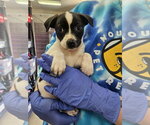Small #2 Mutt