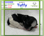 Image preview for Ad Listing. Nickname: Tuffy