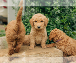 Small Photo #14 Goldendoodle Puppy For Sale in PECK, KS, USA