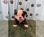 Small #6 Bulldog