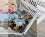 Small Photo #28 Pomeranian Puppy For Sale in MENIFEE, CA, USA