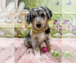Puppy Atlas ASDR Australian Shepherd