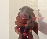Small Photo #15 American Pit Bull Terrier Puppy For Sale in NEWARK, NJ, USA
